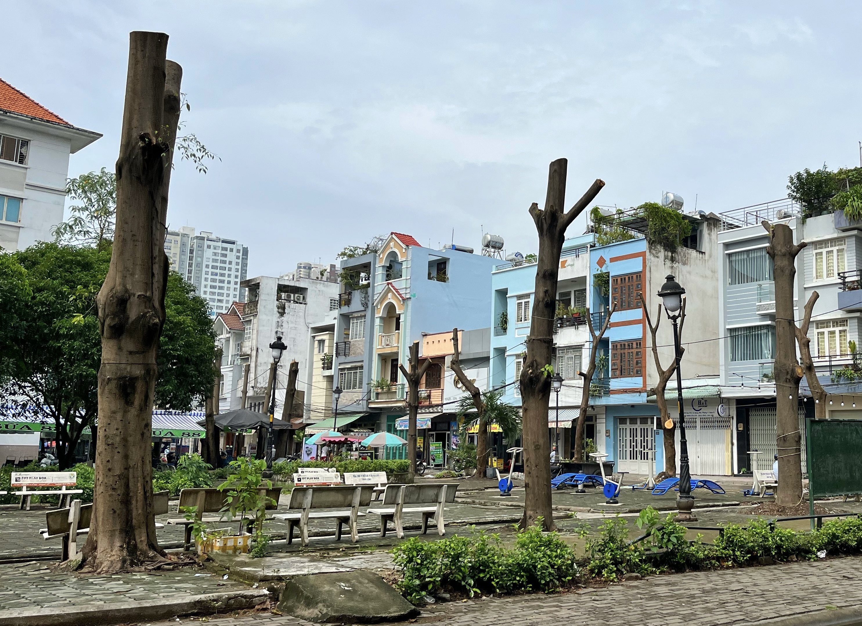 Hang chuc cay xanh bi cat trui o TP.HCM hinh anh