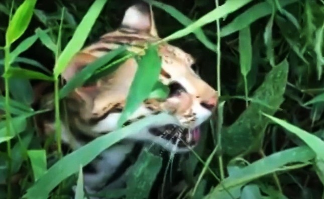 Bi phat tien ty vi tang tru, mua ban thu quy hiem hinh anh