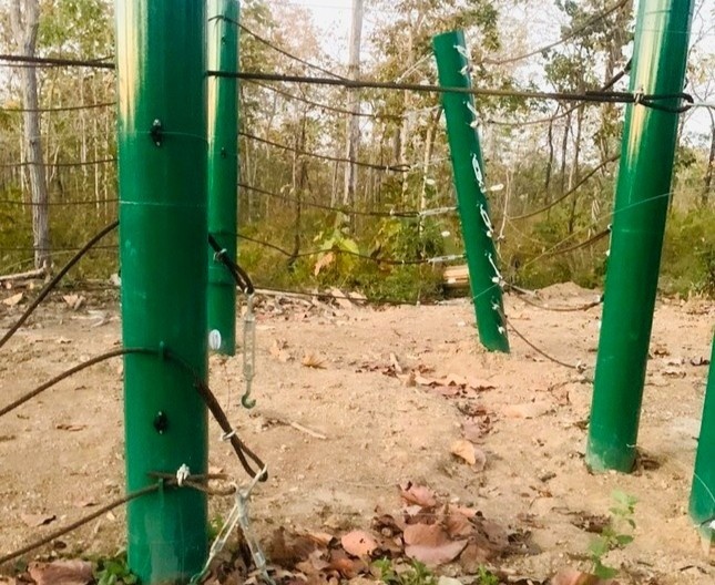 Dan voi rung pha hang rao dien trung tam bao ton dong vat hinh anh