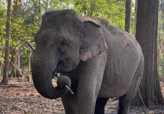 Them 2 voi nha duoc coi troi, tien toi cham dut du lich cuoi voi hinh anh