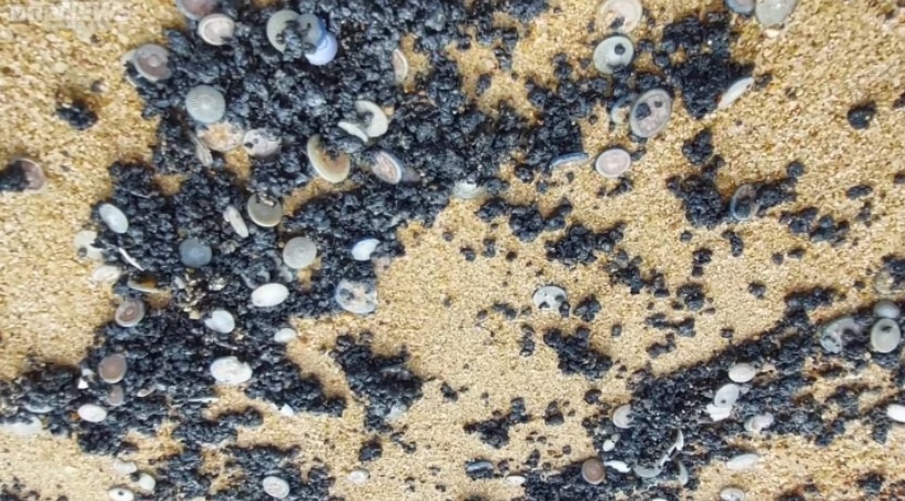 Xuat hien vet dau von cuc tren bo bien Tuy Hoa hinh anh