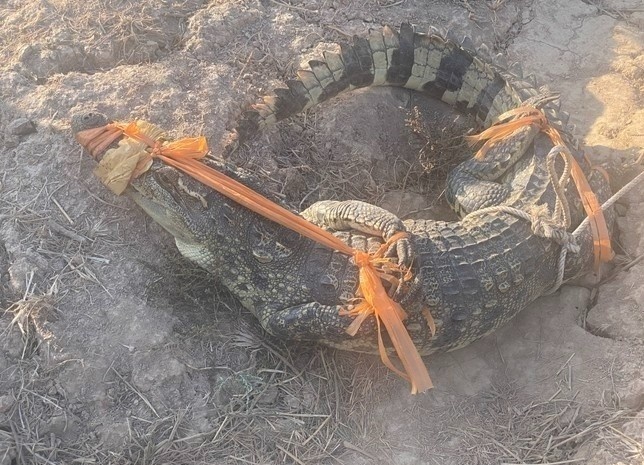 Bat ca sau dai 1,6 m 'di lac' vao nha dan hinh anh