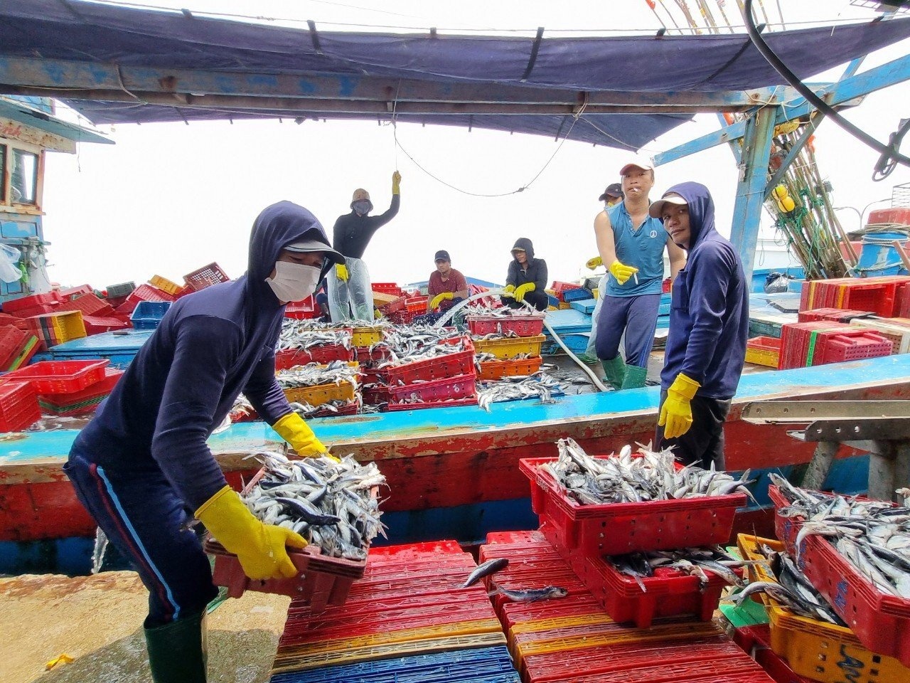 5.600 ngu dan duoc nhan den thap sang, tui thuoc hinh anh