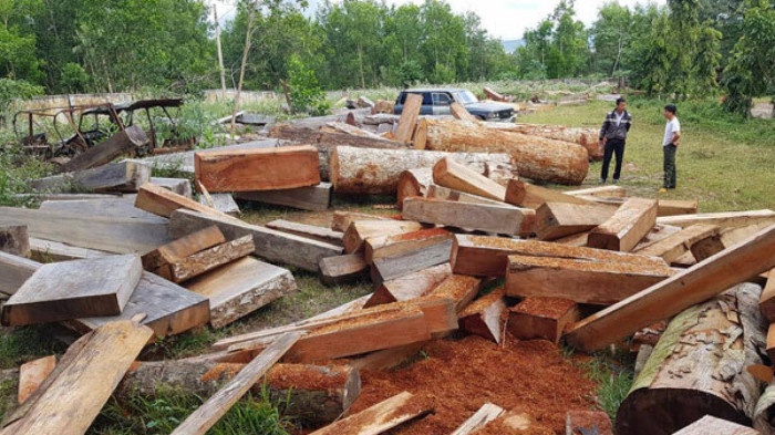 Mot dang vien bi khai tru vi cam dau vu pha rung o Gia Lai hinh anh