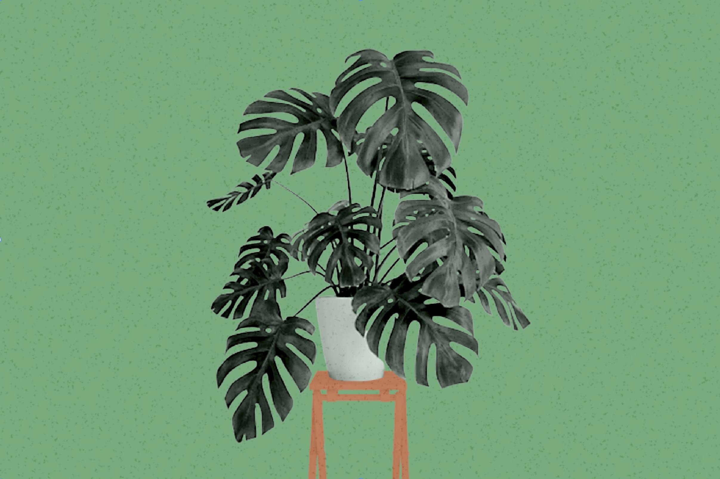 Vi sao cay Monstera pho bien tai Viet Nam? hinh anh