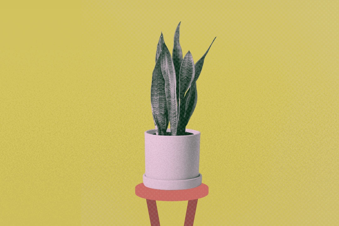 Vi sao nguoi moi choi cay nen so huu mot chau Luoi Ho? hinh anh