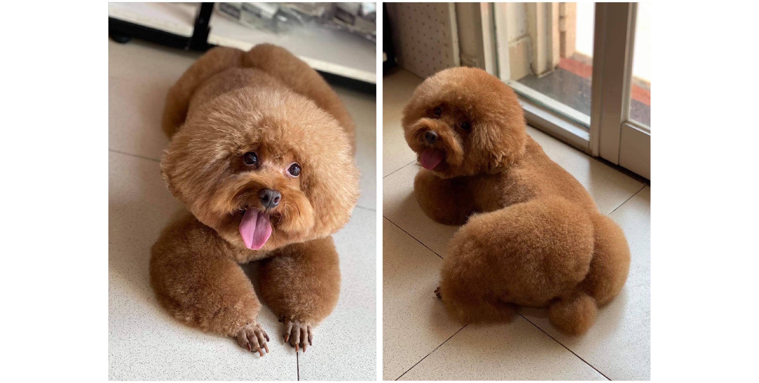 thu cung,  poodle,  cham soc poodle,  duong long cho poodle anh 3