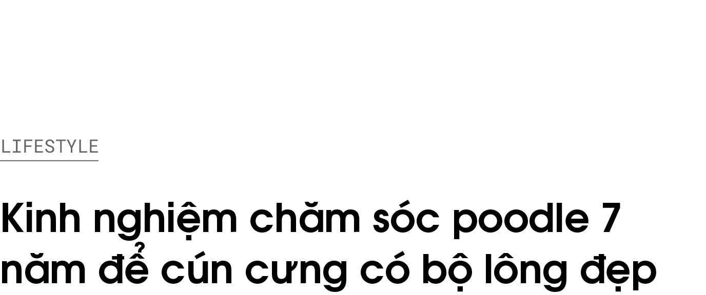 thu cung,  poodle,  cham soc poodle,  duong long cho poodle anh 1