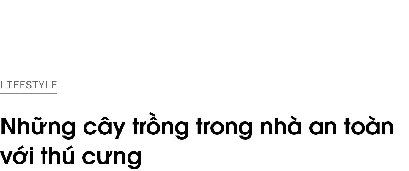 cay trong trong nha,  thu cung,  cay trong an toan voi thu cung,  cham soc thu cung,  trong cay trong nha anh 1
