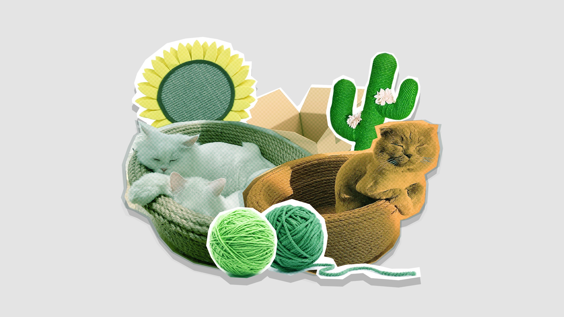 Toi cham soc ba be meo cung luc trong gian cach hinh anh