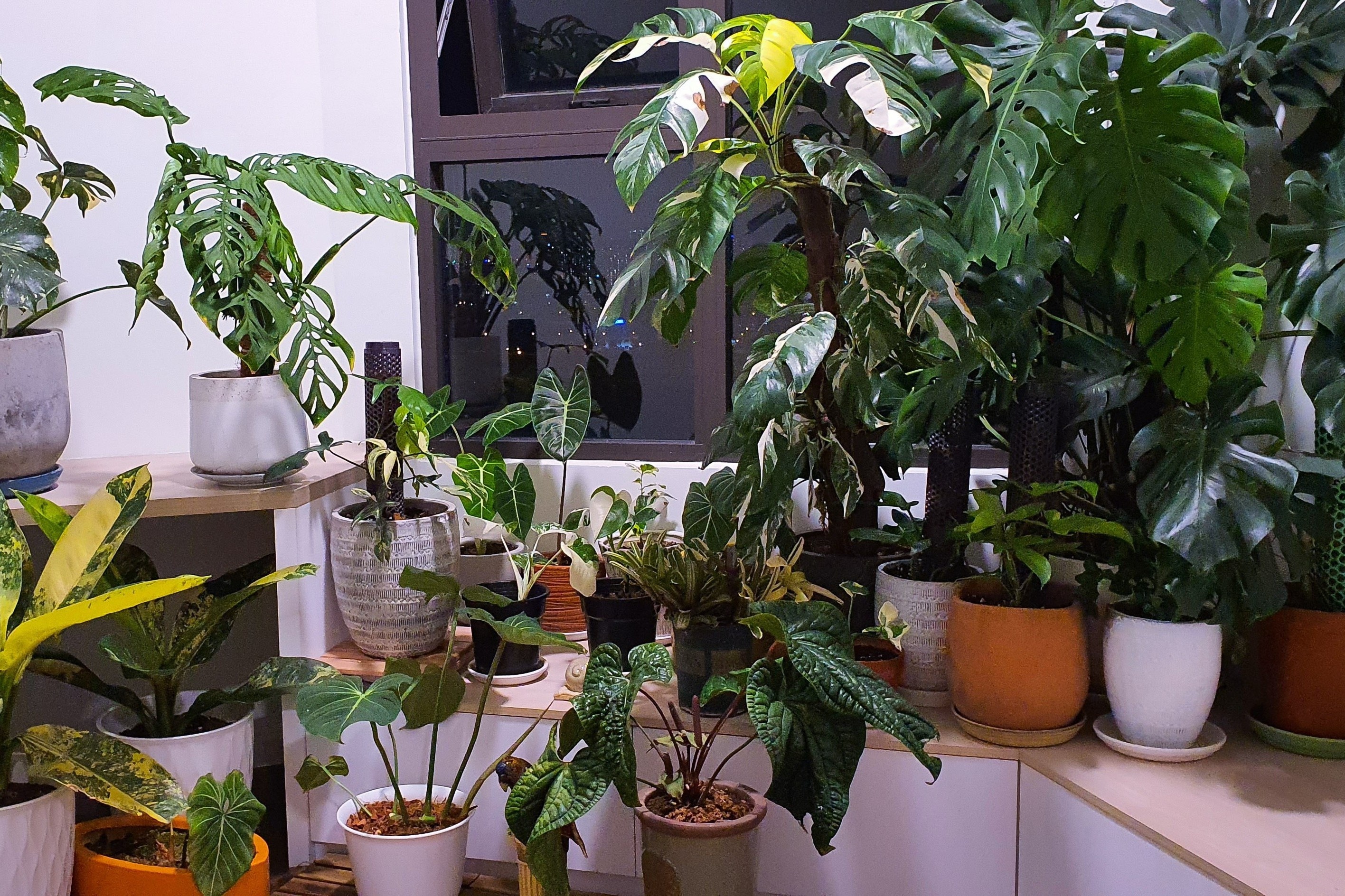 Kinh nghiem cham soc cay kieng la hinh anh