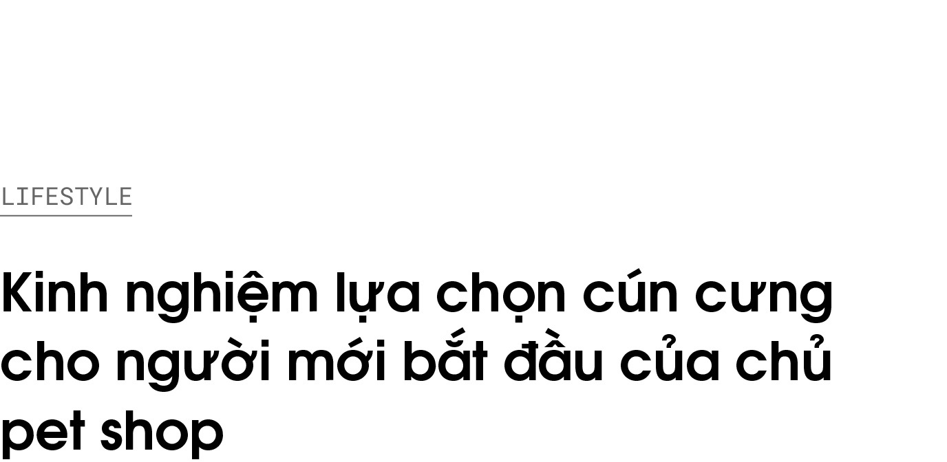 thu cung,  cun cung,  thu cung cho nguoi moi nuoi,  kinh nghiem cham soc thu cung,  poodle,  corgi,  phoc soc anh 1