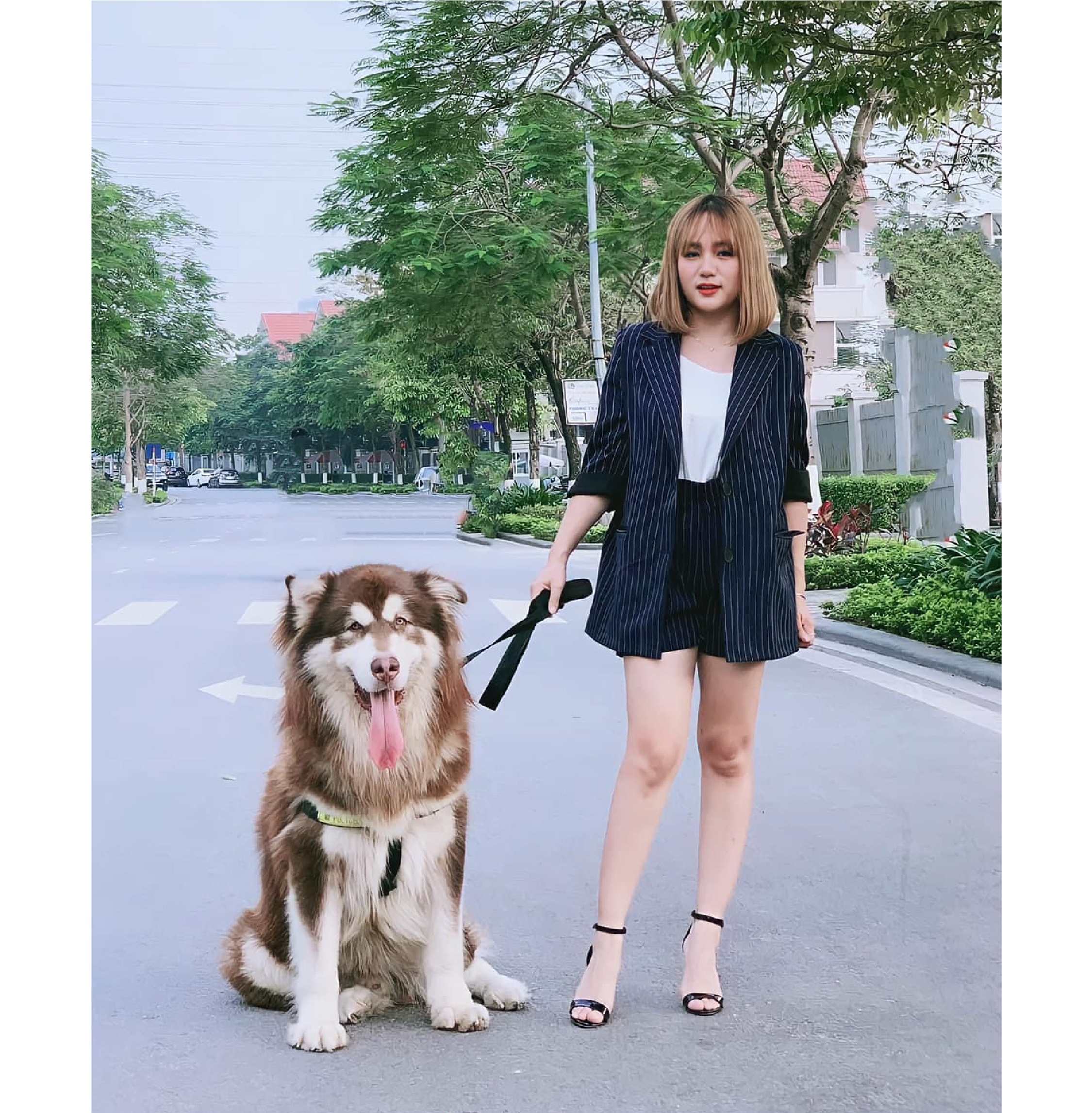 thú cưng, cún cưng, thú cưng cho người mới nuôi, kinh nghiệm chăm sóc thú cưng, poodle, corgi, phốc sóc ảnh 5 thu cung, cun cung, thu cung cho nguoi moi nuoi, kinh nghiem cham soc thu cung, poodle, corgi, phoc soc anh 5