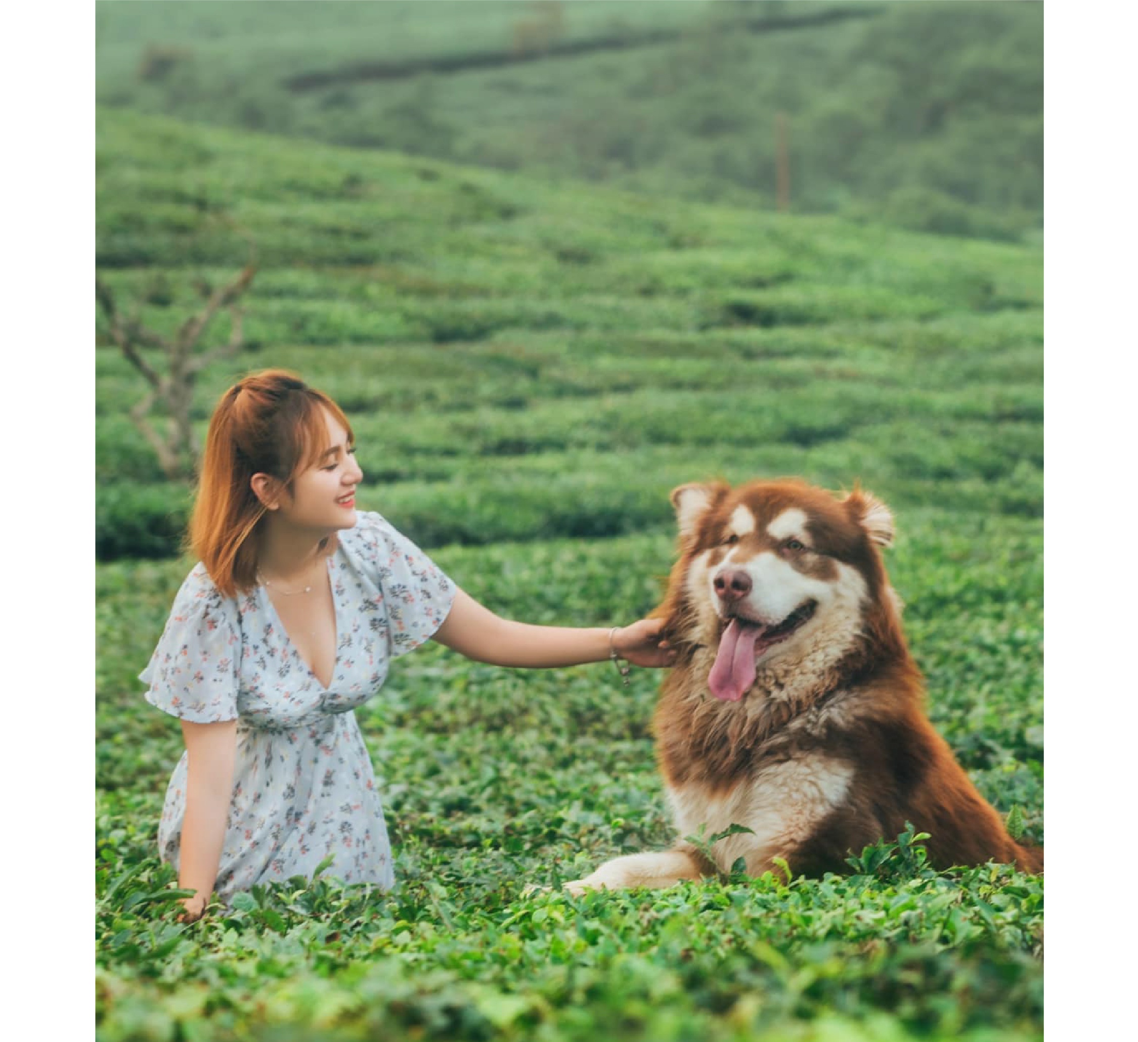 thú cưng, cún cưng, thú cưng cho người mới nuôi, kinh nghiệm chăm sóc thú cưng, poodle, corgi, phốc sóc ảnh 2 thu cung, cun cung, thu cung cho nguoi moi nuoi, kinh nghiem cham soc thu cung, poodle, corgi, phoc soc anh 2