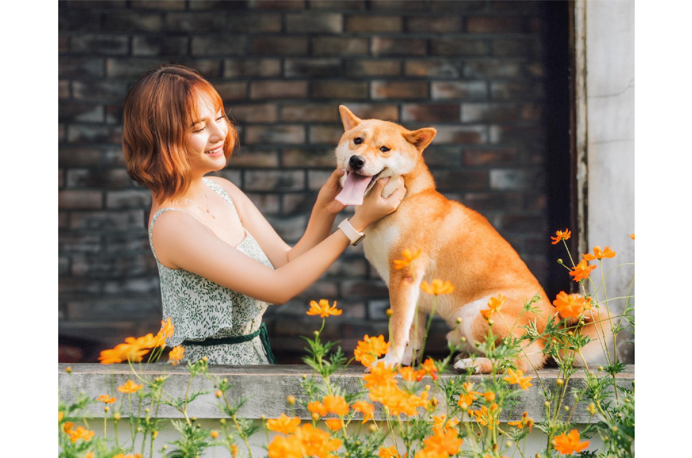 thú cưng, cún cưng, thú cưng cho người mới nuôi, kinh nghiệm chăm sóc thú cưng, poodle, corgi, phốc sóc ảnh 4 thu cung, cun cung, thu cung cho nguoi moi nuoi, kinh nghiem cham soc thu cung, poodle, corgi, phoc soc anh 4
