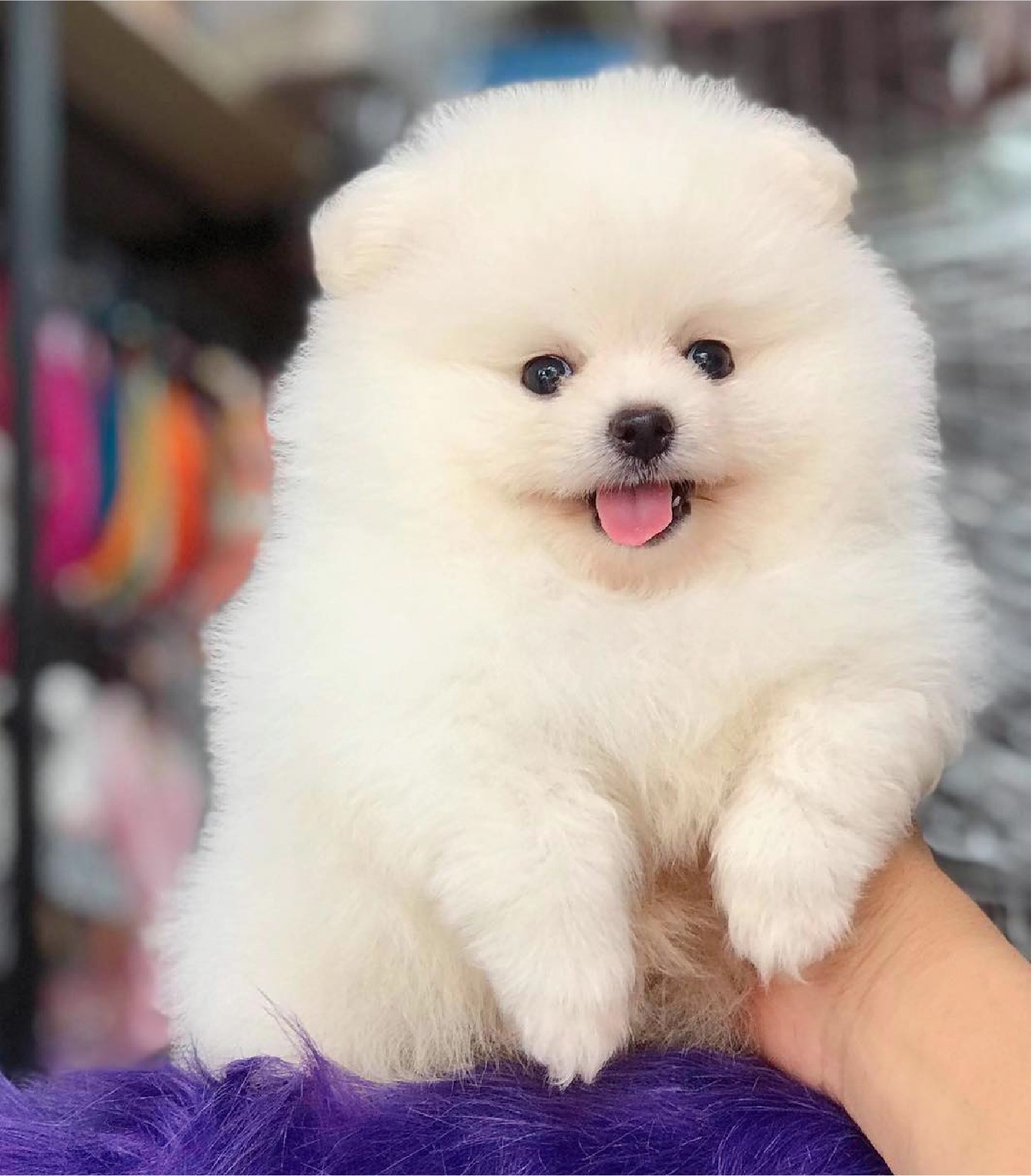 thu cung,  cun cung,  thu cung cho nguoi moi nuoi,  kinh nghiem cham soc thu cung,  poodle,  corgi,  phoc soc anh 3