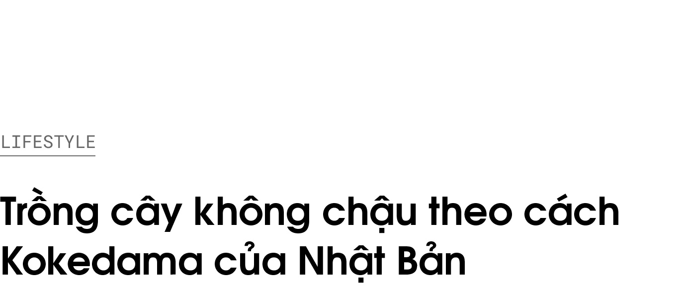 Kokedama,  Nhật Bản,  Wabi Sabi,  trồng cây không chậu ảnh 2 Kokedama,  Nhat Ban,  Wabi Sabi,  trong cay khong chau anh 2