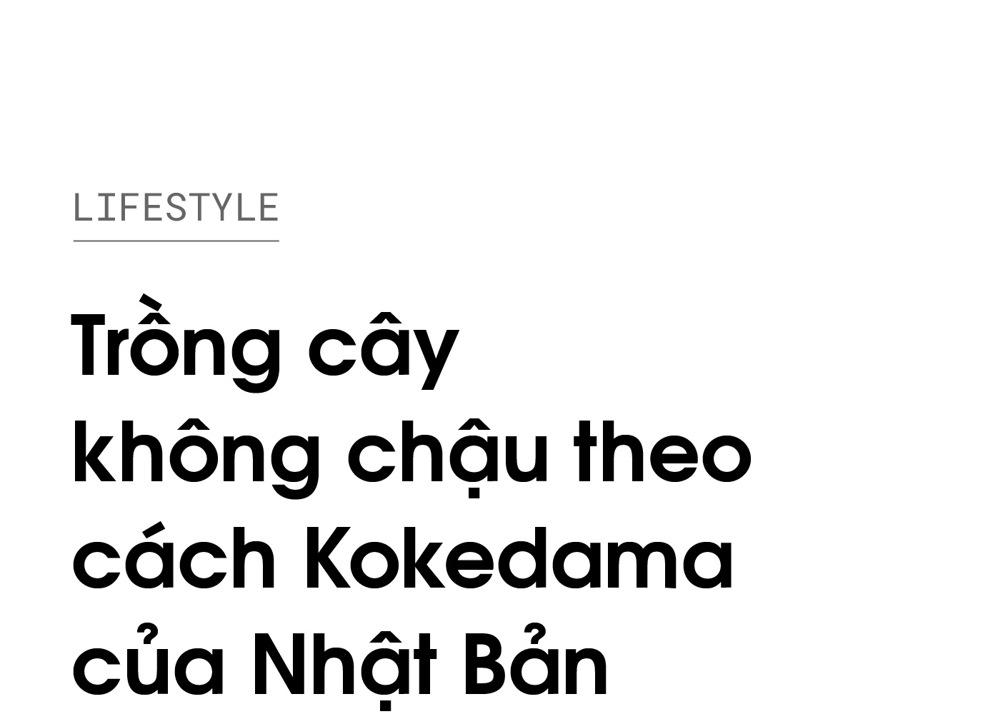 Kokedama,  Nhật Bản,  Wabi Sabi,  trồng cây không chậu ảnh 1 Kokedama,  Nhat Ban,  Wabi Sabi,  trong cay khong chau anh 1