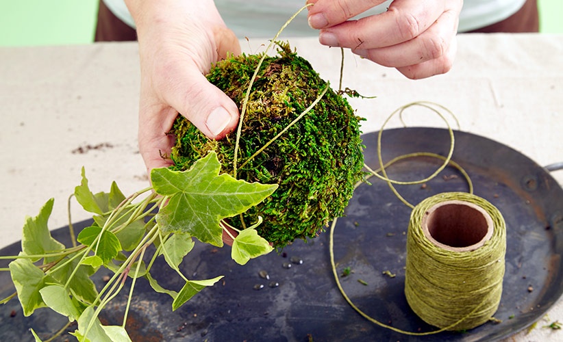 Lưu ý chăm sóc Kokedama