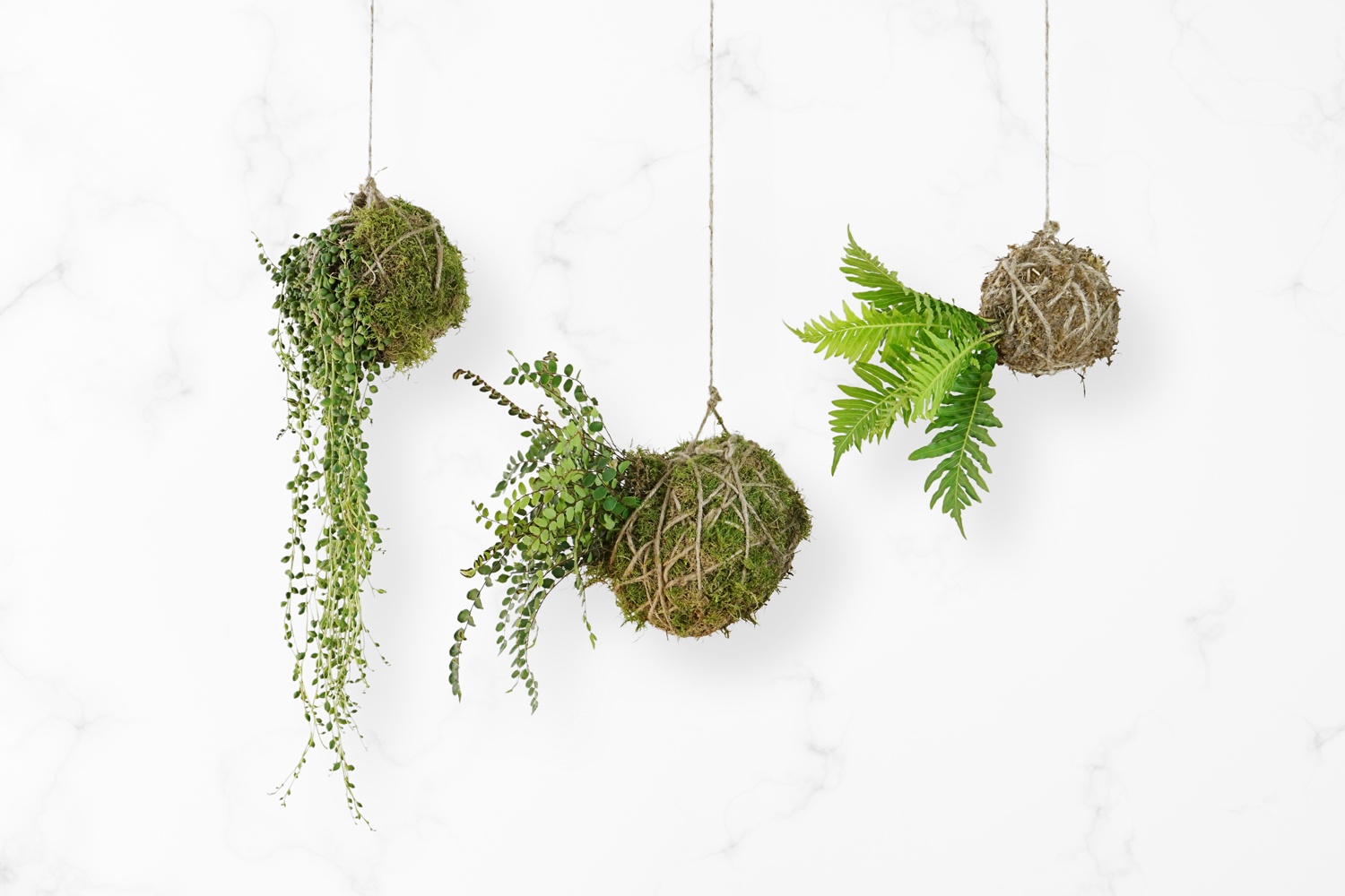 Kokedama,  Nhật Bản,  Wabi Sabi,  trồng cây không chậu ảnh 3 Kokedama,  Nhat Ban,  Wabi Sabi,  trong cay khong chau anh 3