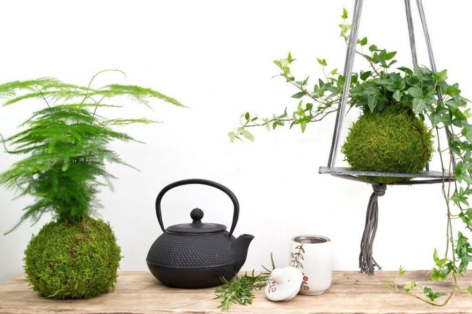 Trong cay khong chau theo cach Kokedama cua Nhat Ban hinh anh