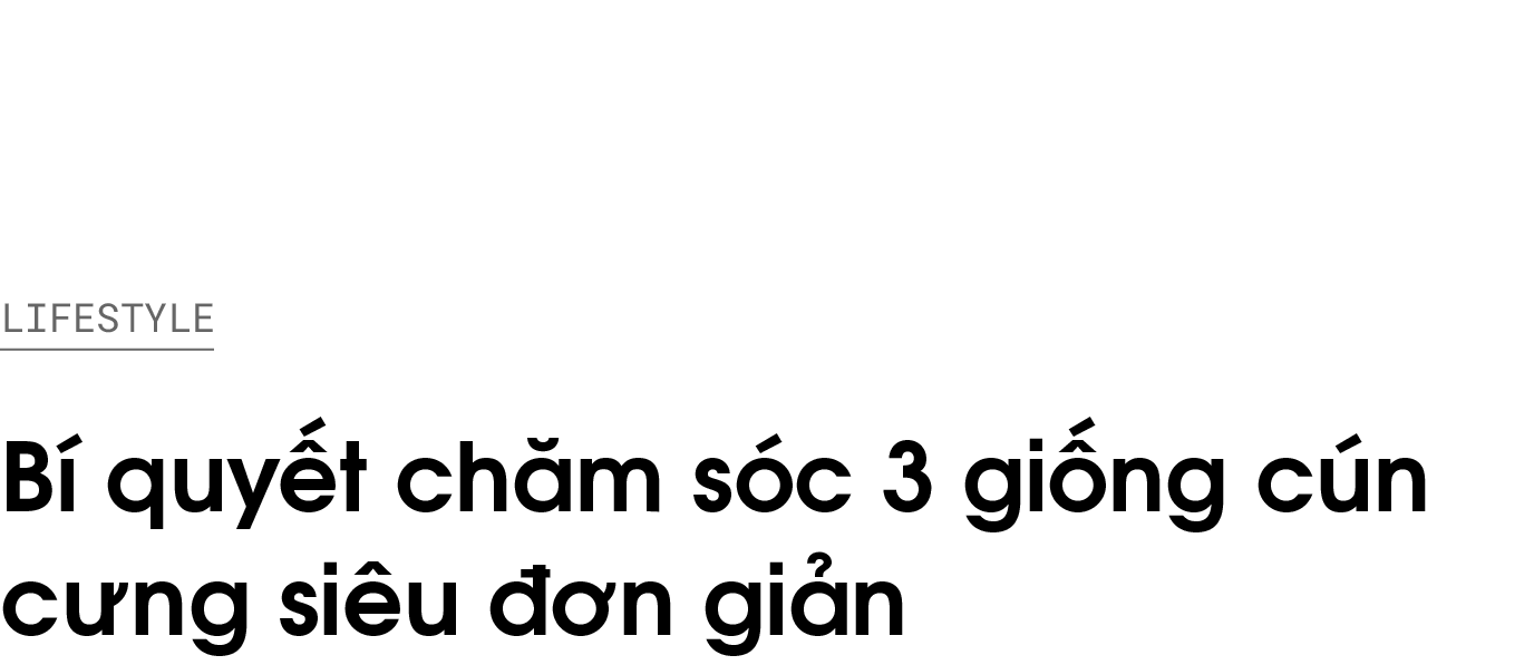 thu cung,  cham soc cun cung,  corgi,  alaska,  phoc soc anh 1