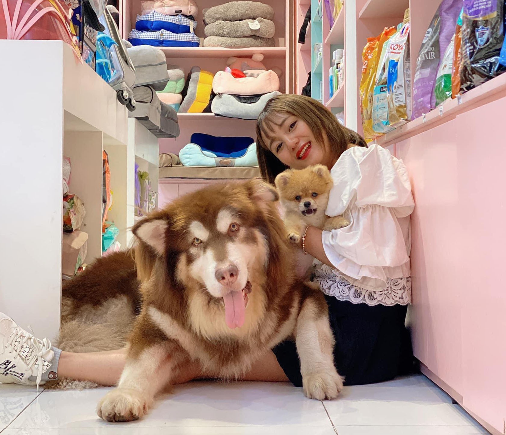 thu cung,  cham soc cun cung,  corgi,  alaska,  phoc soc anh 6