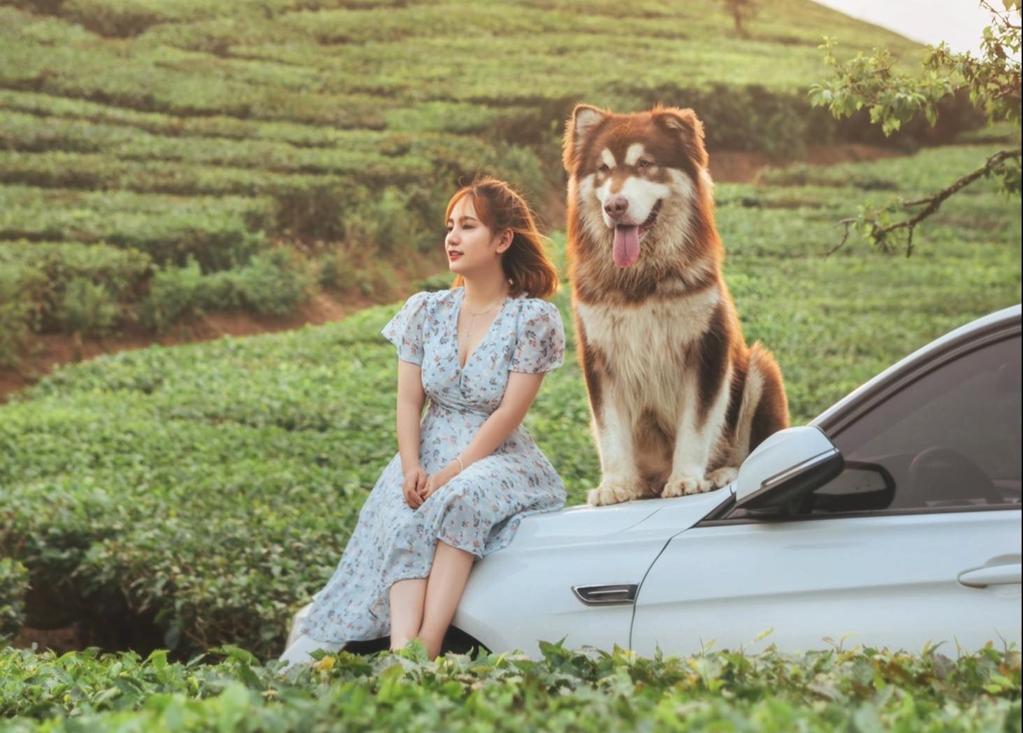 thu cung,  cham soc cun cung,  corgi,  alaska,  phoc soc anh 5