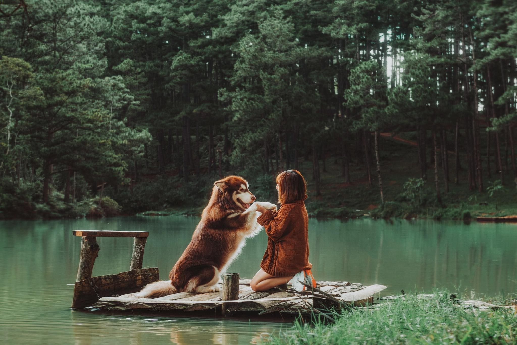 thu cung,  cham soc cun cung,  corgi,  alaska,  phoc soc anh 2