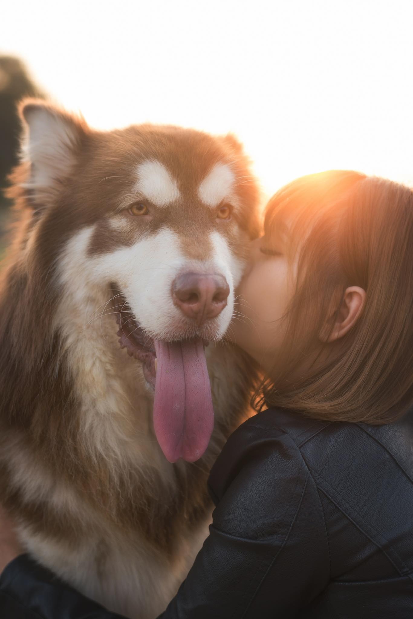 thú cưng, chăm sóc cún cưng, corgi, alaska, phốc sóc ảnh 9 thu cung, cham soc cun cung, corgi, alaska, phoc soc anh 9