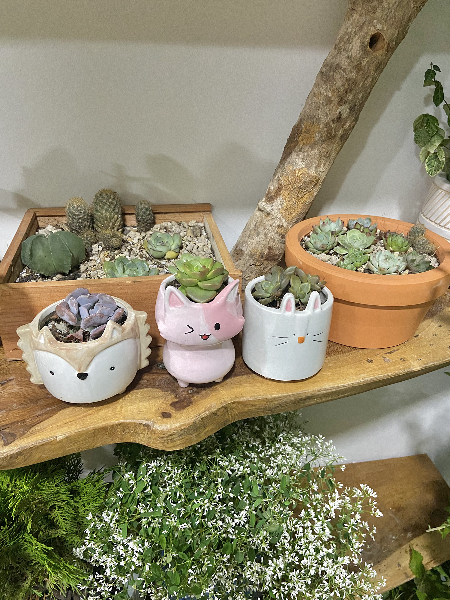 cây trồng trong nhà, cách chăm sóc cây trong nhà, trồng cây trong căn hộ ảnh 5 cay trong trong nha, cach cham soc cay trong nha, trong cay trong can ho anh 5