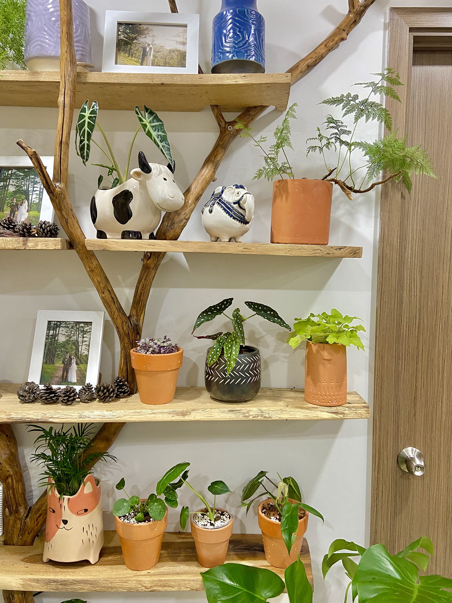 cây trồng trong nhà, cách chăm sóc cây trong nhà, trồng cây trong căn hộ ảnh 4 cay trong trong nha, cach cham soc cay trong nha, trong cay trong can ho anh 4