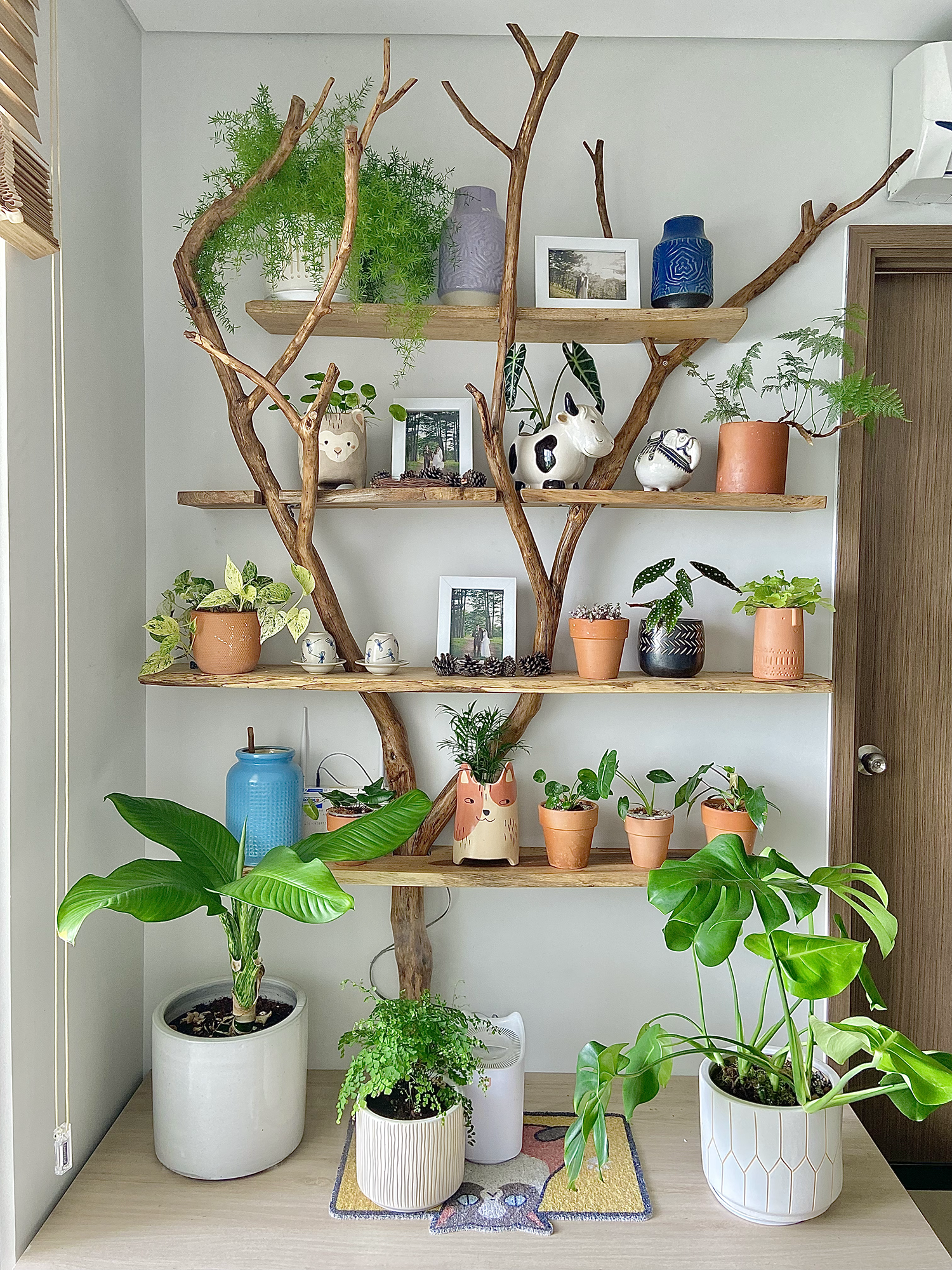 cây trồng trong nhà, cách chăm sóc cây trong nhà, trồng cây trong căn hộ ảnh 2 cay trong trong nha, cach cham soc cay trong nha, trong cay trong can ho anh 2