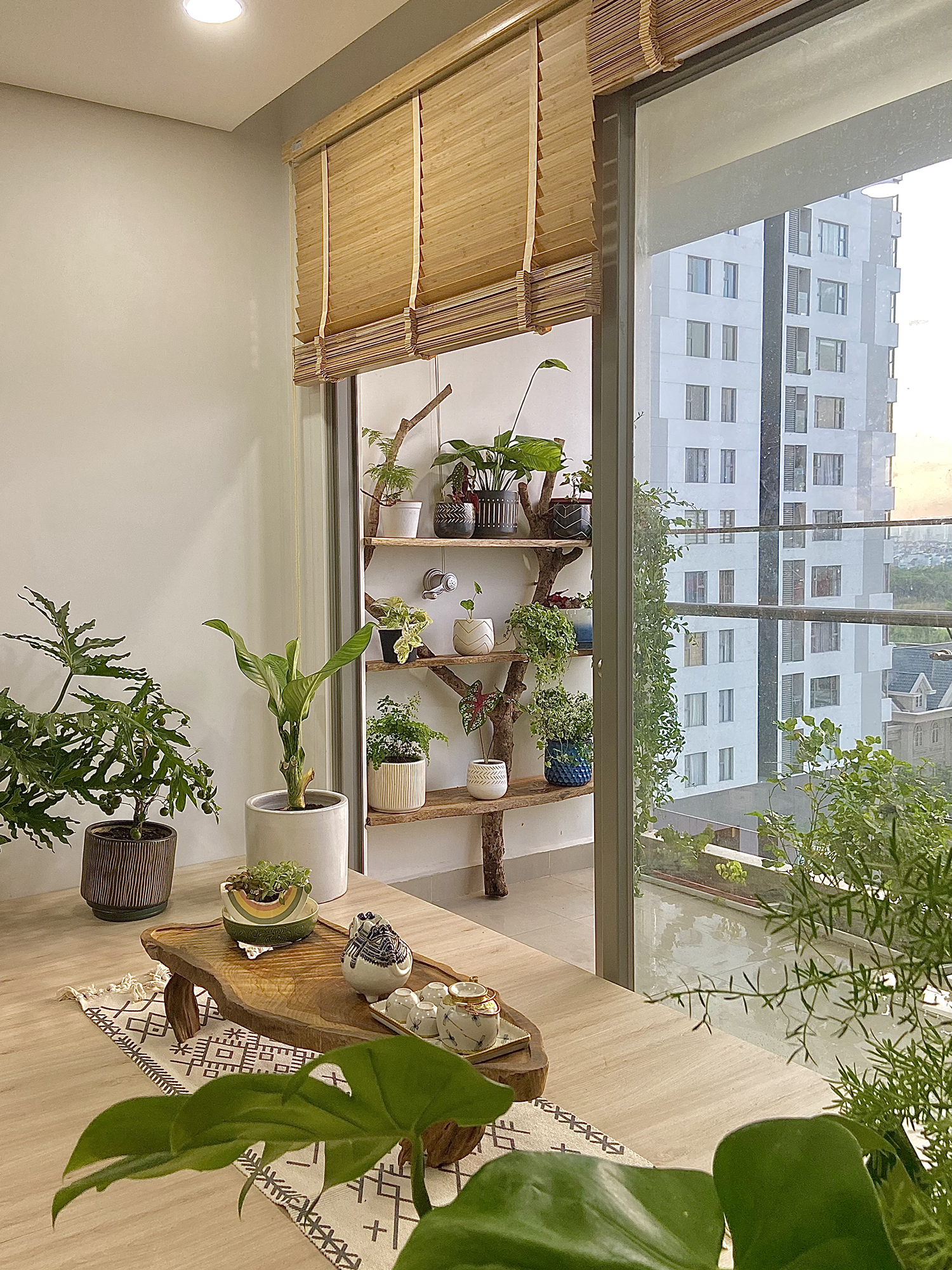 cây trồng trong nhà, cách chăm sóc cây trong nhà, trồng cây trong căn hộ ảnh 1 cay trong trong nha, cach cham soc cay trong nha, trong cay trong can ho anh 1