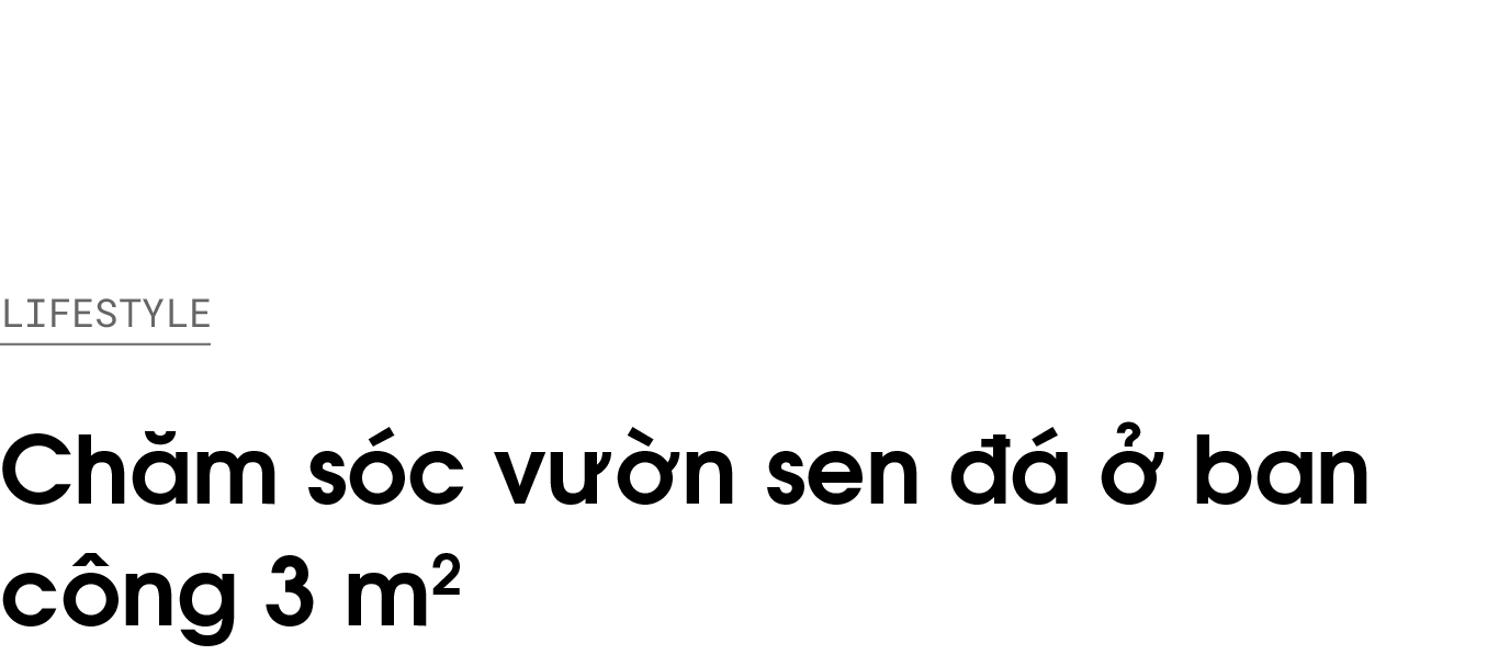 sen da,  xuong rong,  cham soc cay,  trong cay o ban cong anh 1