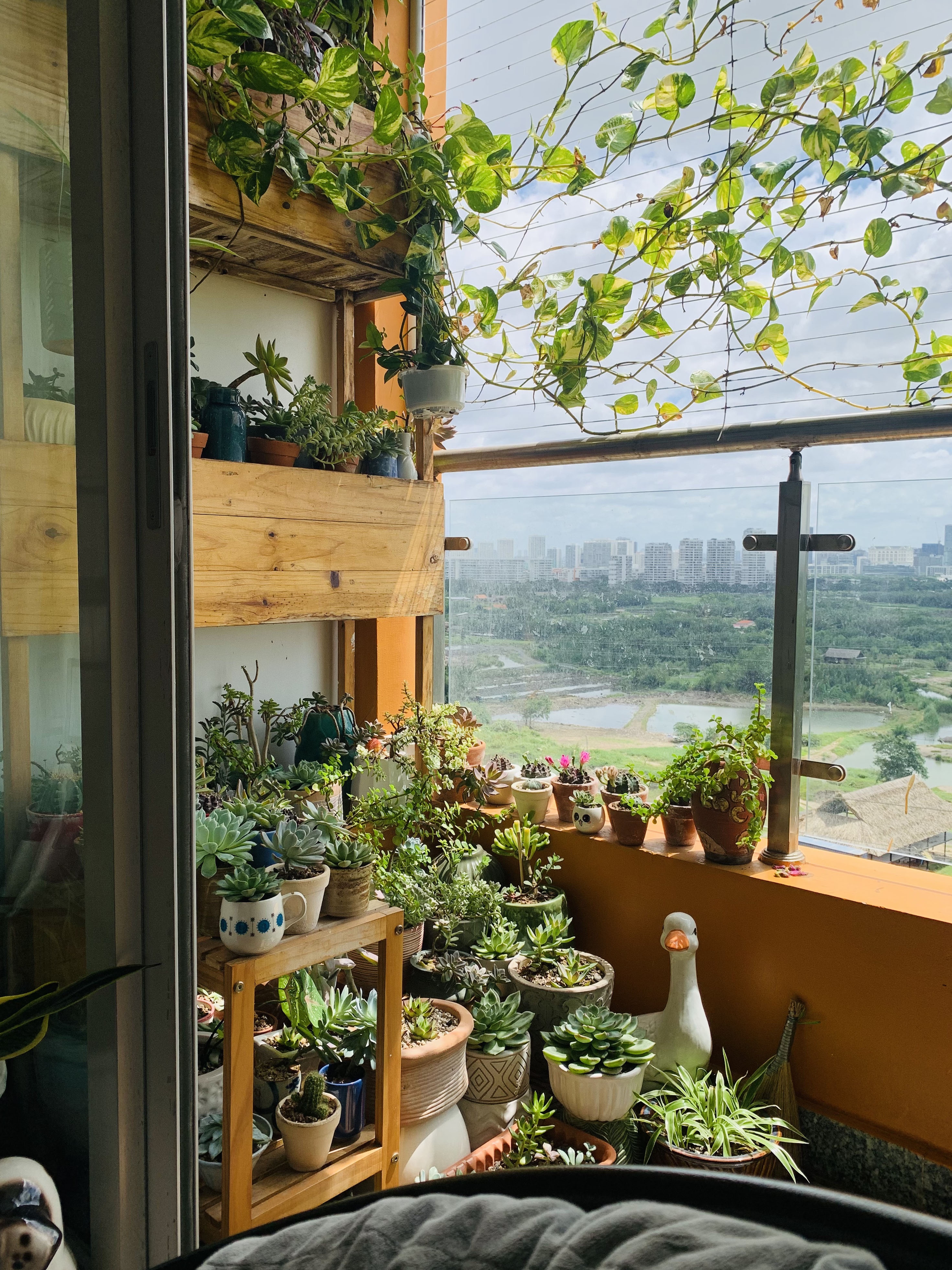 sen da,  xuong rong,  cham soc cay,  trong cay o ban cong anh 2