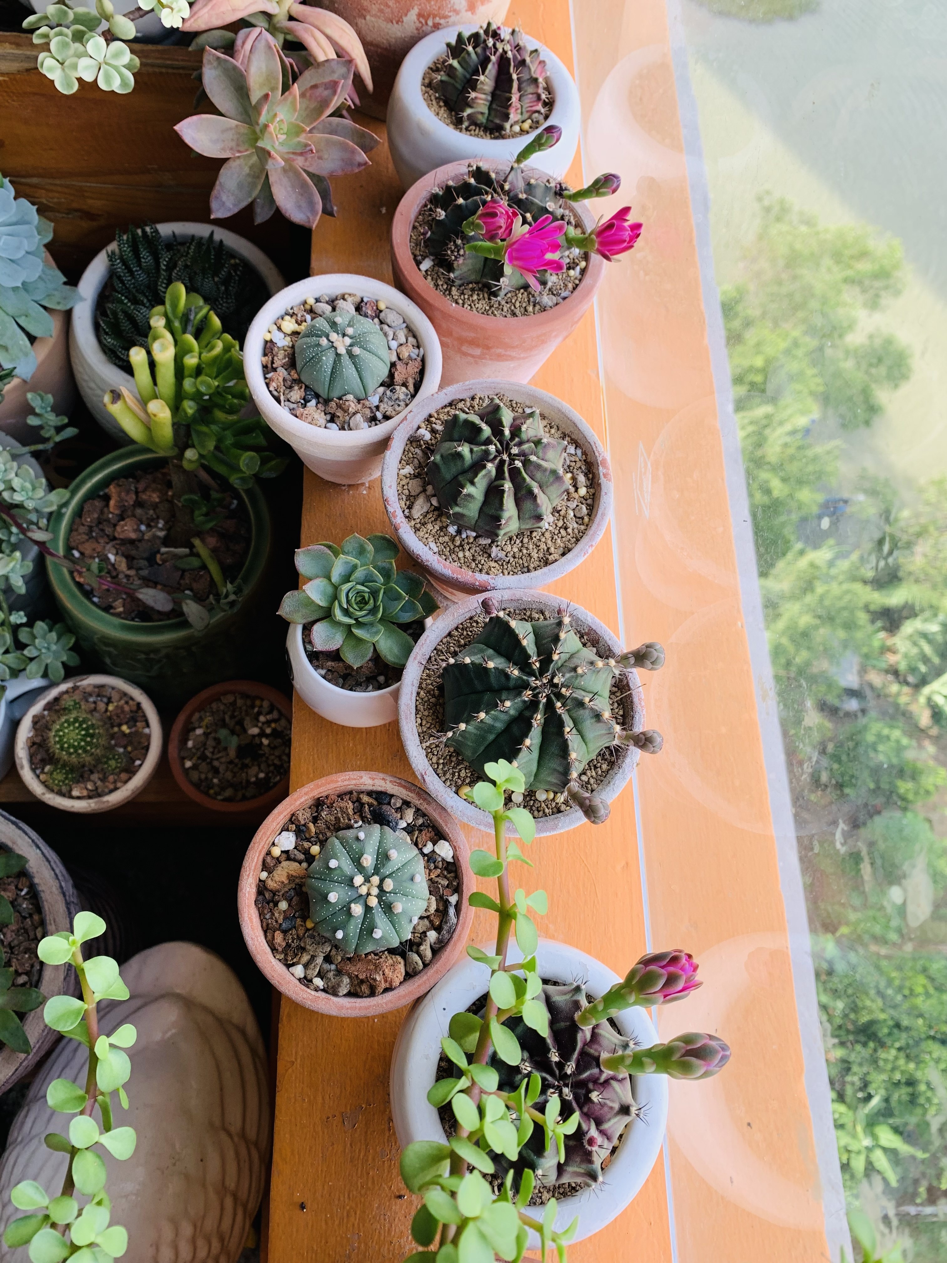 sen đá, xương rồng, chăm sóc cây, trồng cây ở ban công ảnh 6 sen da, xuong rong, cham soc cay, trong cay o ban cong anh 6