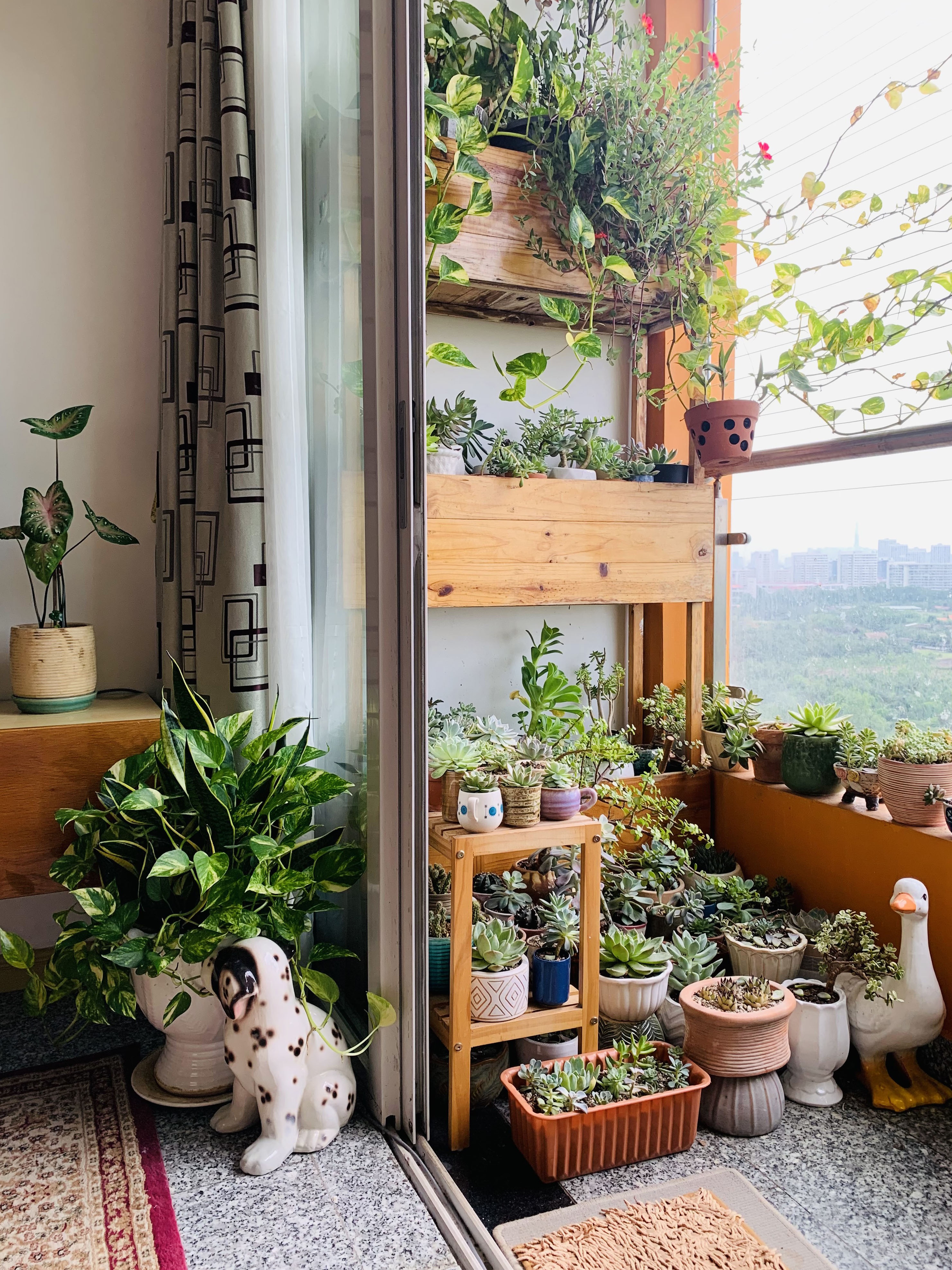 sen da,  xuong rong,  cham soc cay,  trong cay o ban cong anh 7