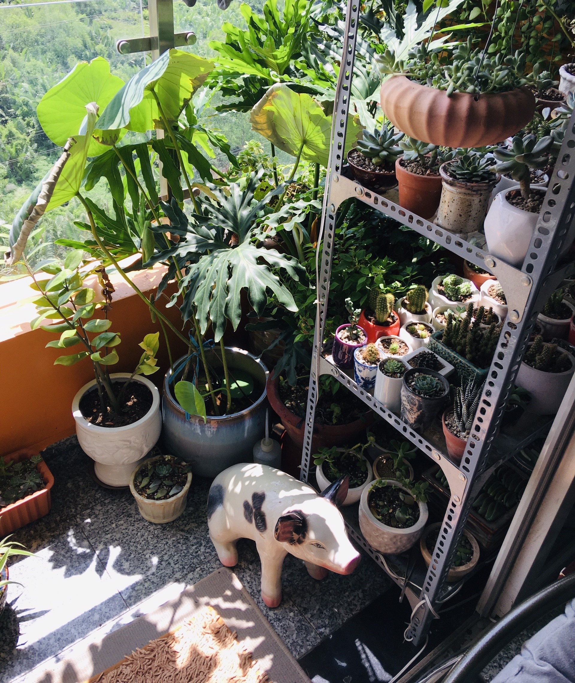 sen đá, xương rồng, chăm sóc cây, trồng cây ở ban công ảnh 3 sen da, xuong rong, cham soc cay, trong cay o ban cong anh 3