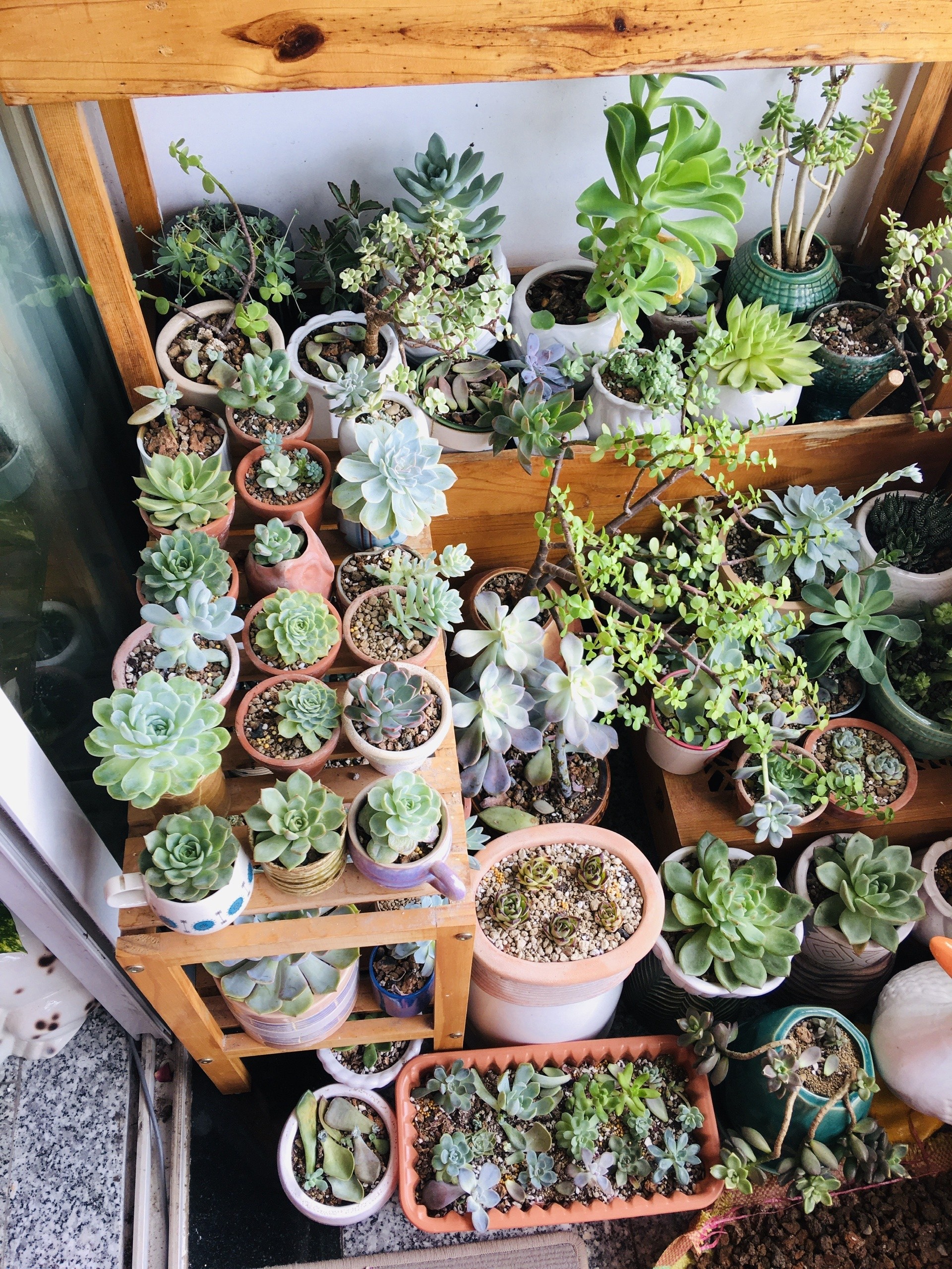 sen đá, xương rồng, chăm sóc cây, trồng cây ở ban công ảnh 4 sen da, xuong rong, cham soc cay, trong cay o ban cong anh 4