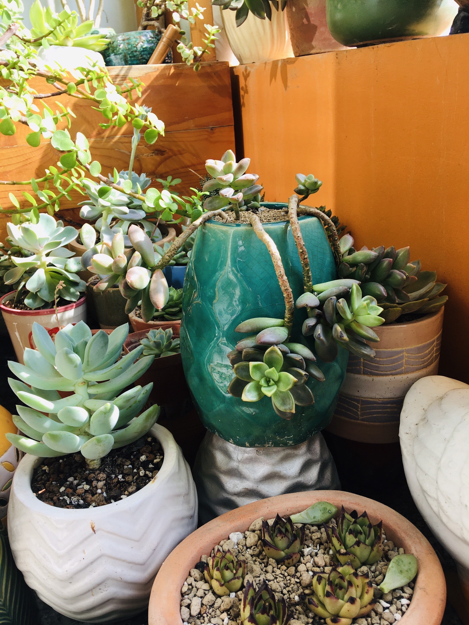 sen đá, xương rồng, chăm sóc cây, trồng cây ở ban công ảnh 5 sen da, xuong rong, cham soc cay, trong cay o ban cong anh 5