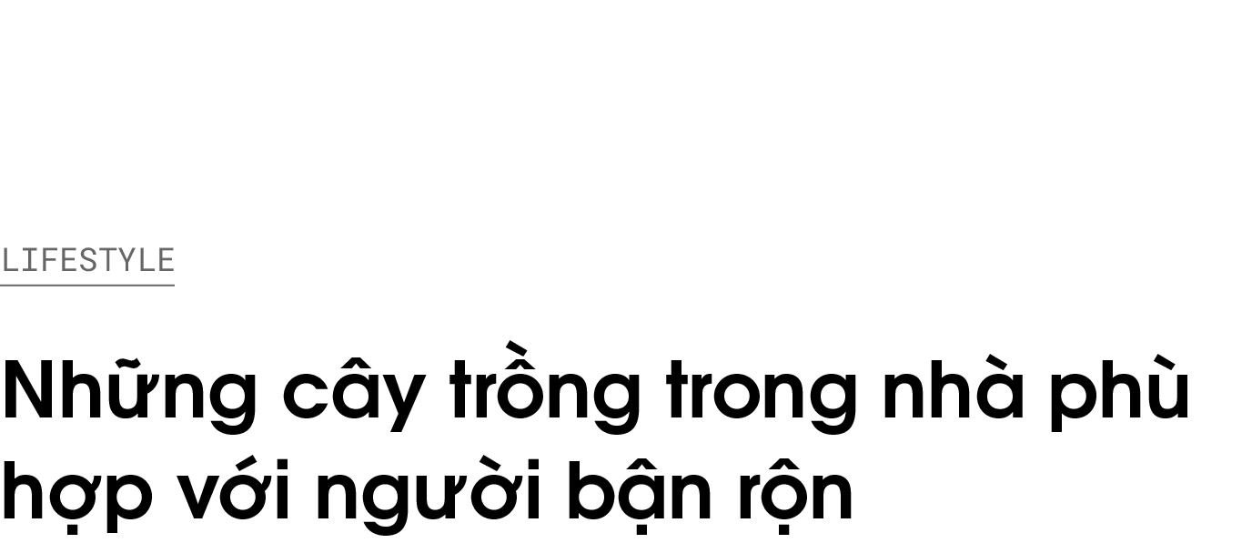 cây trong nhà,  cây dễ trồng,  cây trồng cho người bận rộn,  bàng singapore,  sung,  phỉ thúy,  đa búp đỏ,  cây không khí ảnh 1 cay trong nha,  cay de trong,  cay trong cho nguoi ban ron,  bang singapore,  sung,  phi thuy,  da bup do,  cay khong khi anh 1