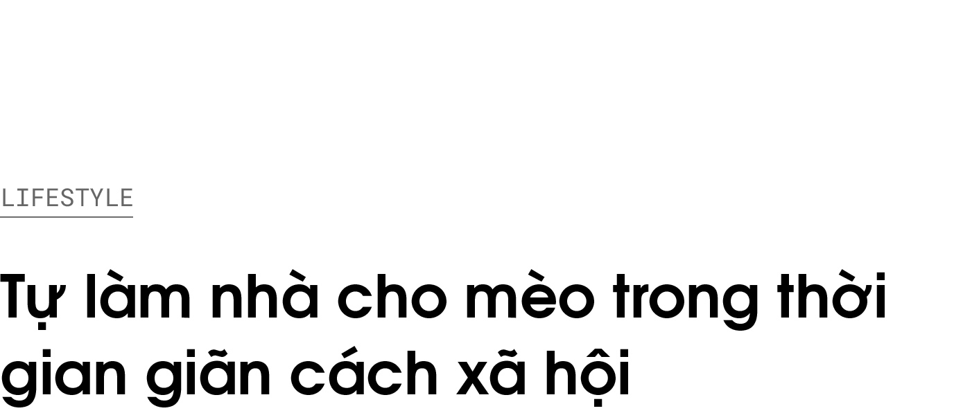 làm nhà cho mèo,  thùng xốp,  mèo anh lông ngắn,  giãn cách xã hội ảnh 1 lam nha cho meo,  thung xop,  meo anh long ngan,  gian cach xa hoi anh 1