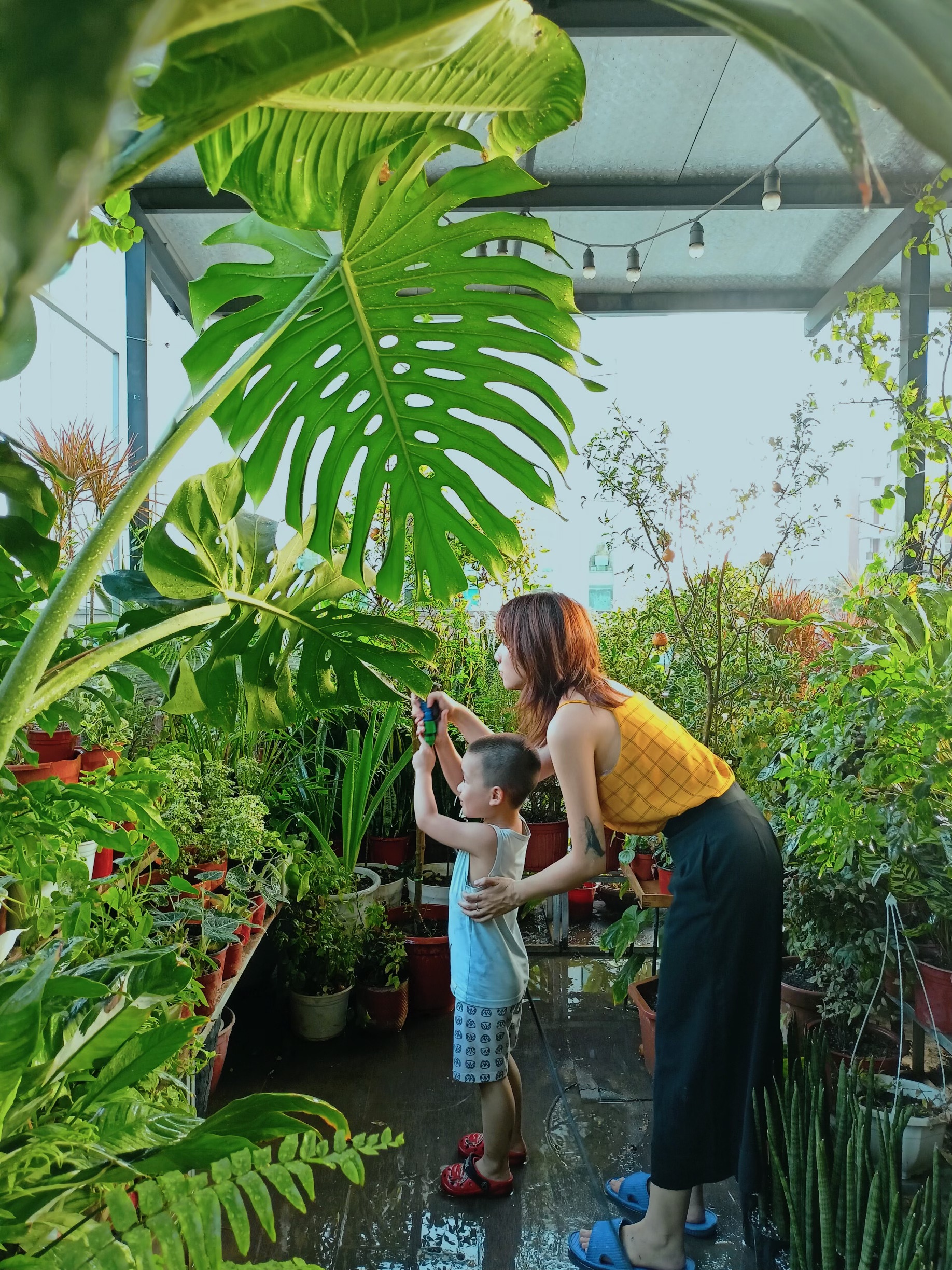 chăm sóc cây,  cây nhiệt đới,  cách chăm sóc giúp cây phát triển khỏe mạnh ảnh 2 cham soc cay,  cay nhiet doi,  cach cham soc giup cay phat trien khoe manh anh 2