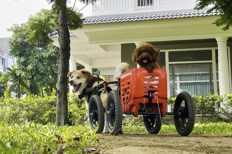 Bac si cham soc cung luc 6 thu cung dac biet hinh anh