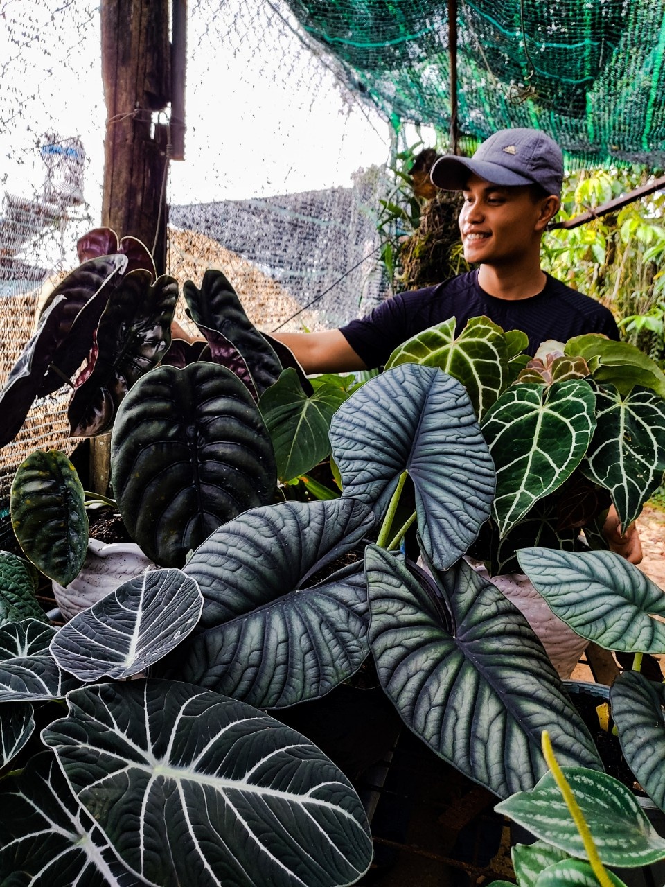 alocasia,  cách chăm sóc alocasia,  phòng và trị bệnh cho alocasia ảnh 2 alocasia,  cach cham soc alocasia,  phong va tri benh cho alocasia anh 2