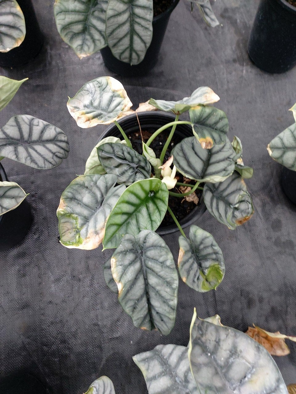 alocasia,  cách chăm sóc alocasia,  phòng và trị bệnh cho alocasia ảnh 6 alocasia,  cach cham soc alocasia,  phong va tri benh cho alocasia anh 6