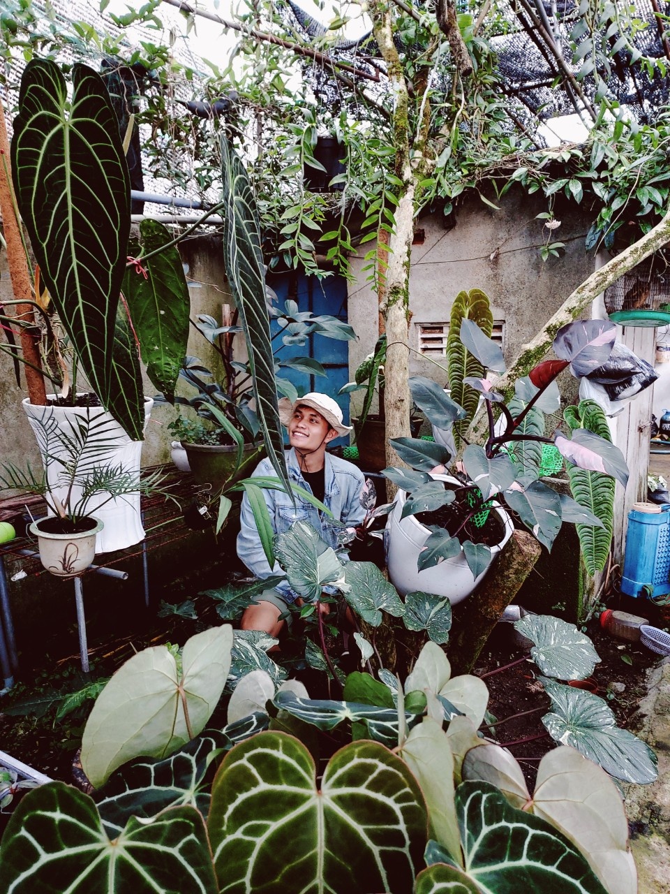 alocasia,  cách chăm sóc alocasia,  phòng và trị bệnh cho alocasia ảnh 1 alocasia,  cach cham soc alocasia,  phong va tri benh cho alocasia anh 1