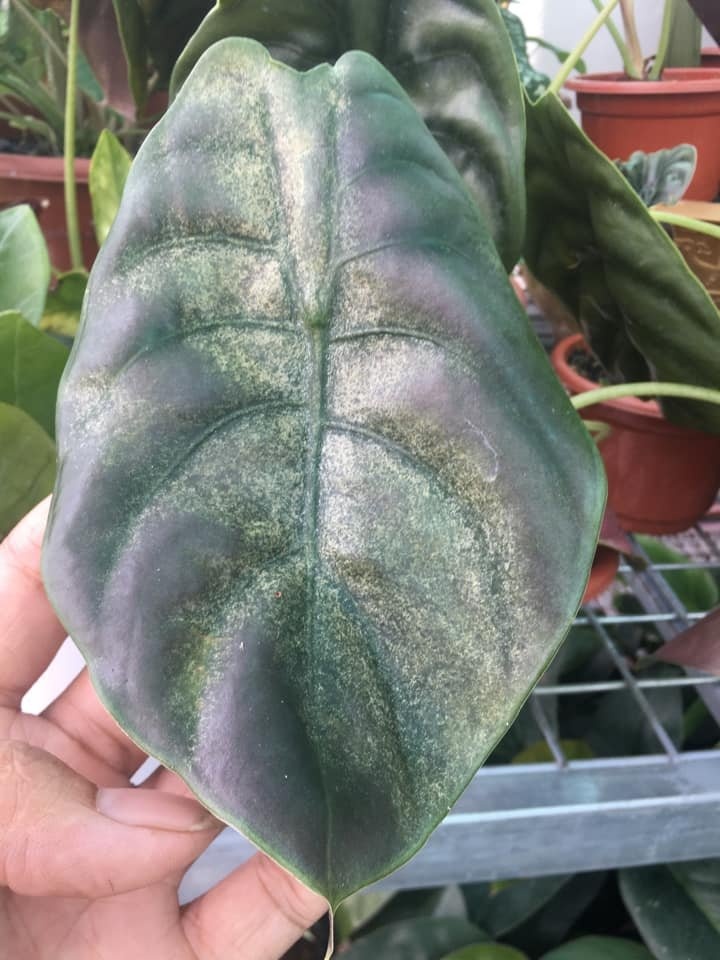 alocasia,  cách chăm sóc alocasia,  phòng và trị bệnh cho alocasia ảnh 12 alocasia,  cach cham soc alocasia,  phong va tri benh cho alocasia anh 12