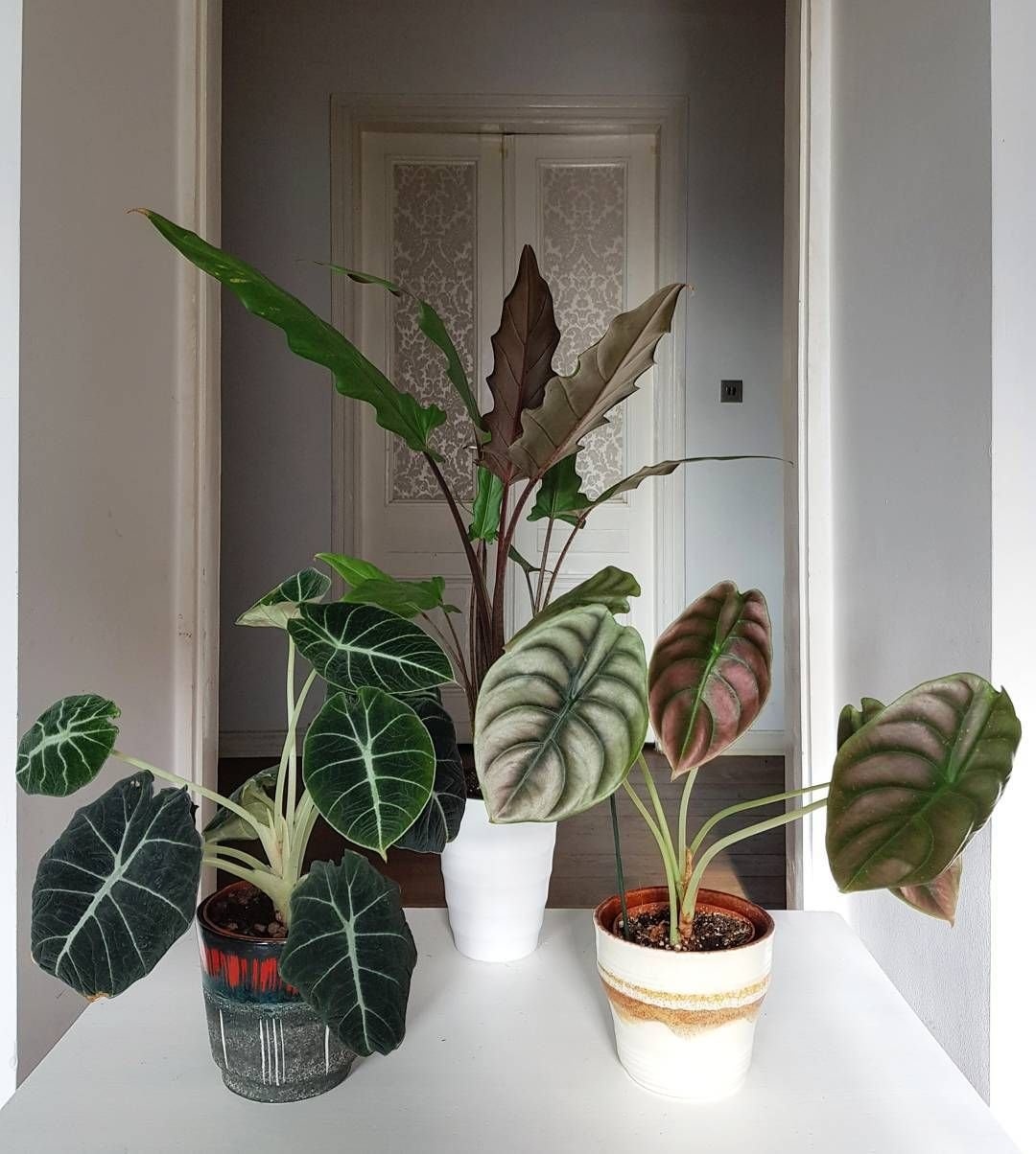 alocasia,  cách chăm sóc alocasia,  phòng và trị bệnh cho alocasia ảnh 8 alocasia,  cach cham soc alocasia,  phong va tri benh cho alocasia anh 8